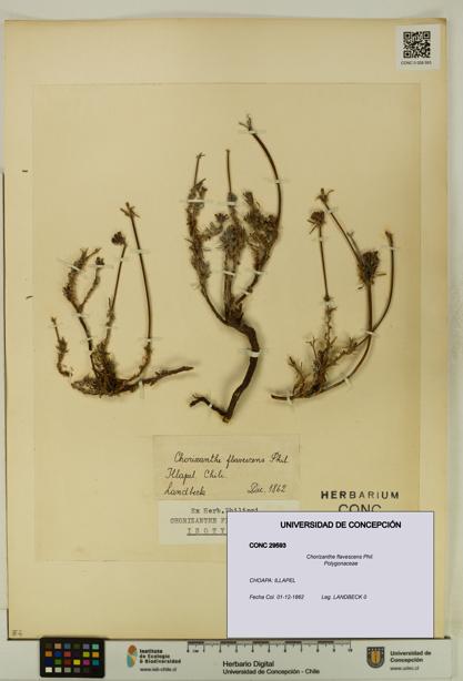Chorizanthe flavescens [Espécimen: UDEC:CONC:0029593]