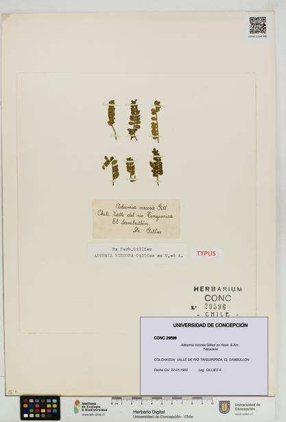 Adesmia viscosa [Espécimen: UDEC:CONC:0029596]