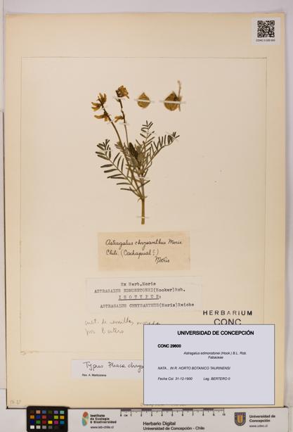 Astragalus edmonstonei [Espécimen: UDEC:CONC:0029600]