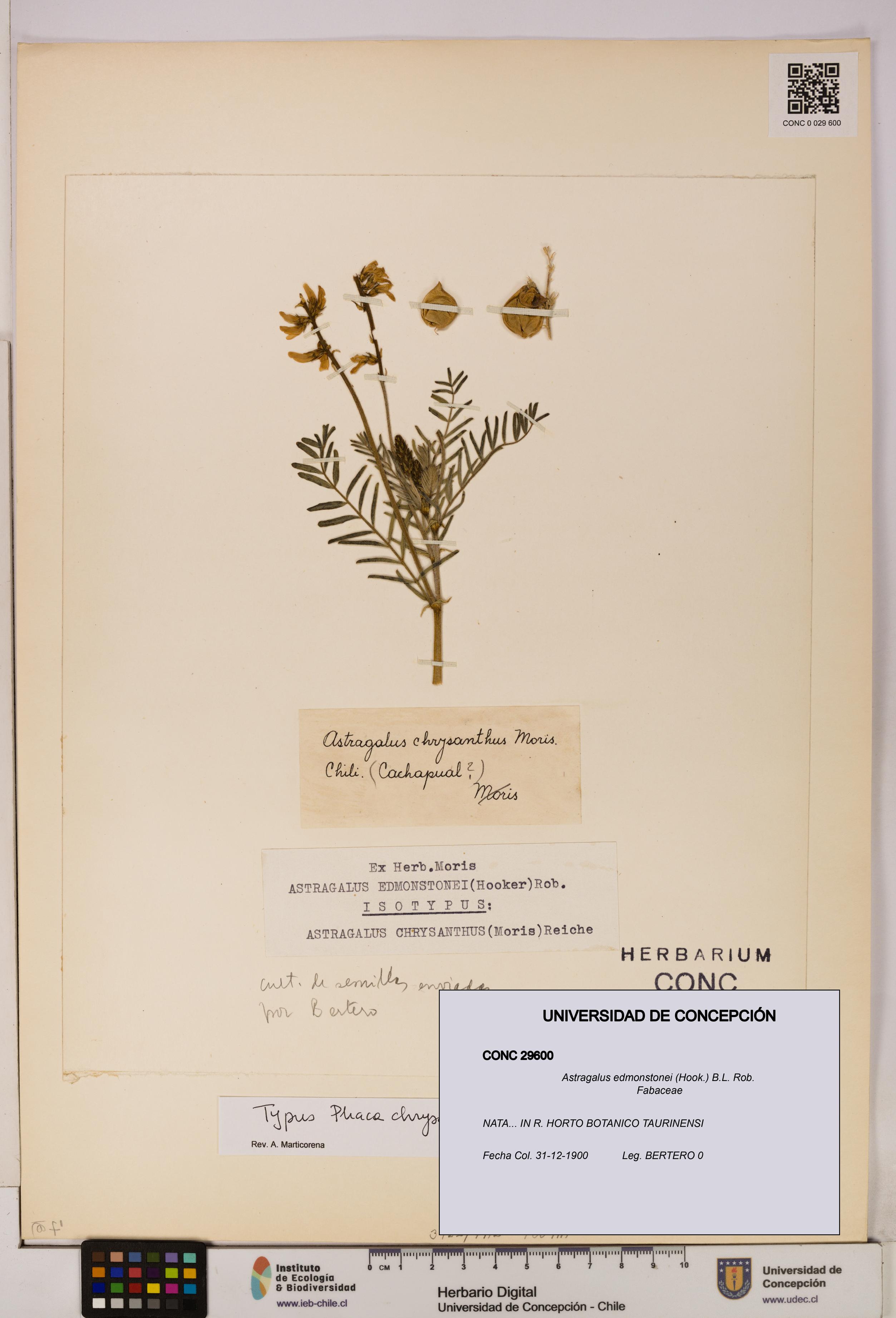 Astragalus edmonstonei [Espécimen: UDEC:CONC:0029600]