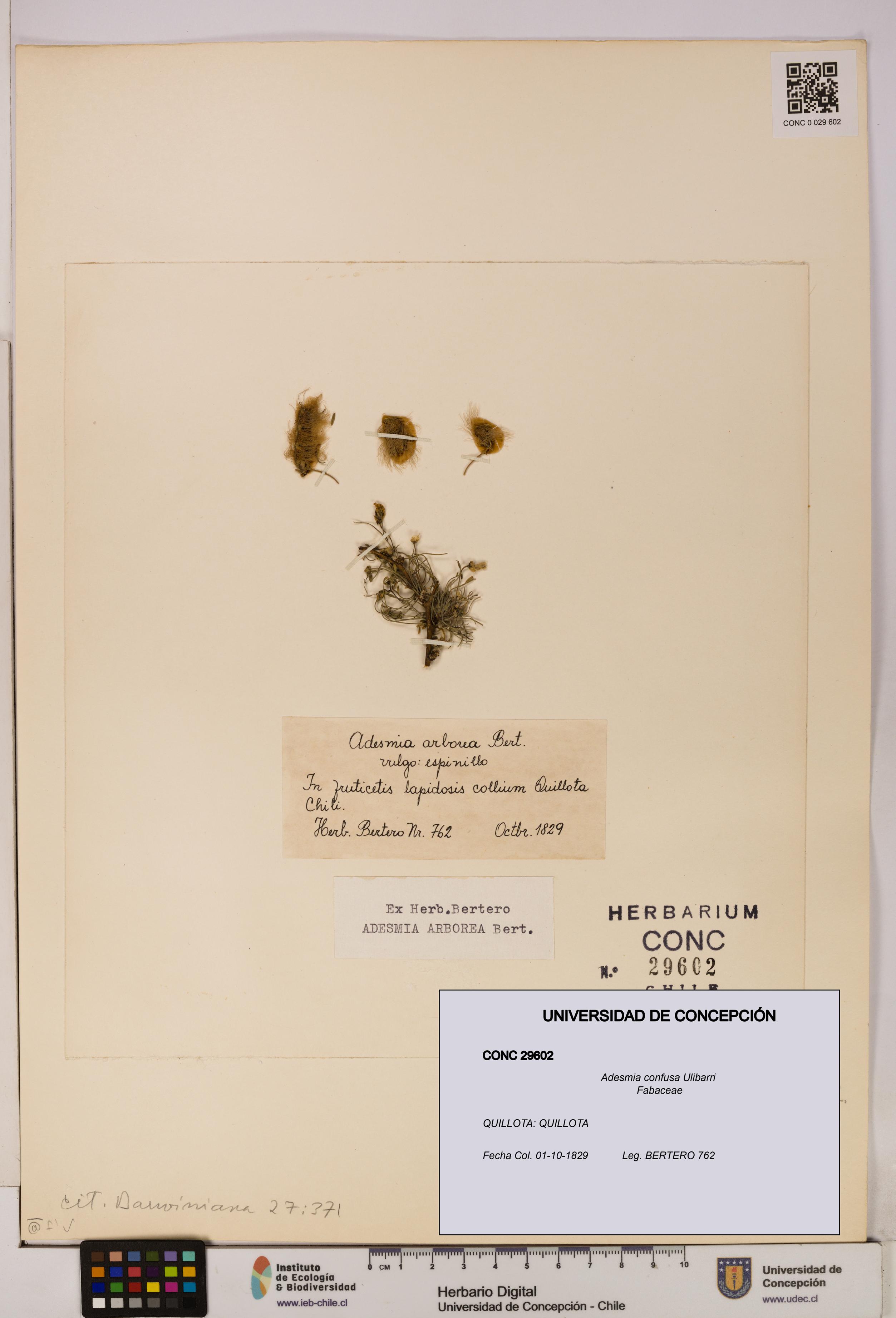 Adesmia confusa [Espécimen: UDEC:CONC:0029602]