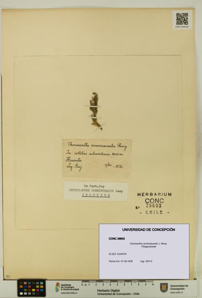 Chorizanthe commissuralis [Espécimen: UDEC:CONC:0029603]