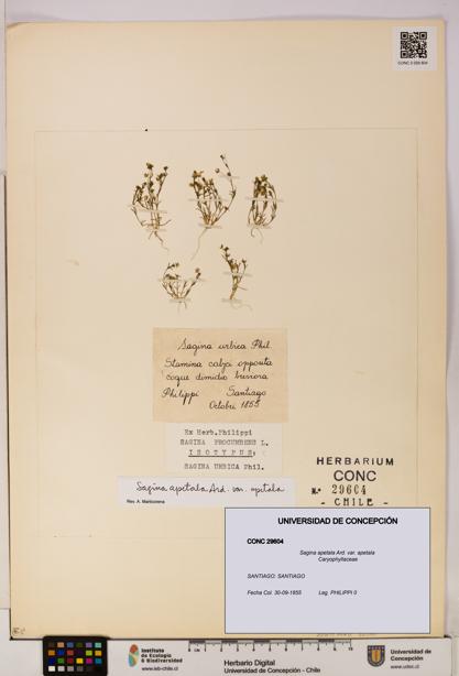 Sagina apetala var. apetala [Espécimen: UDEC:CONC:0029604]