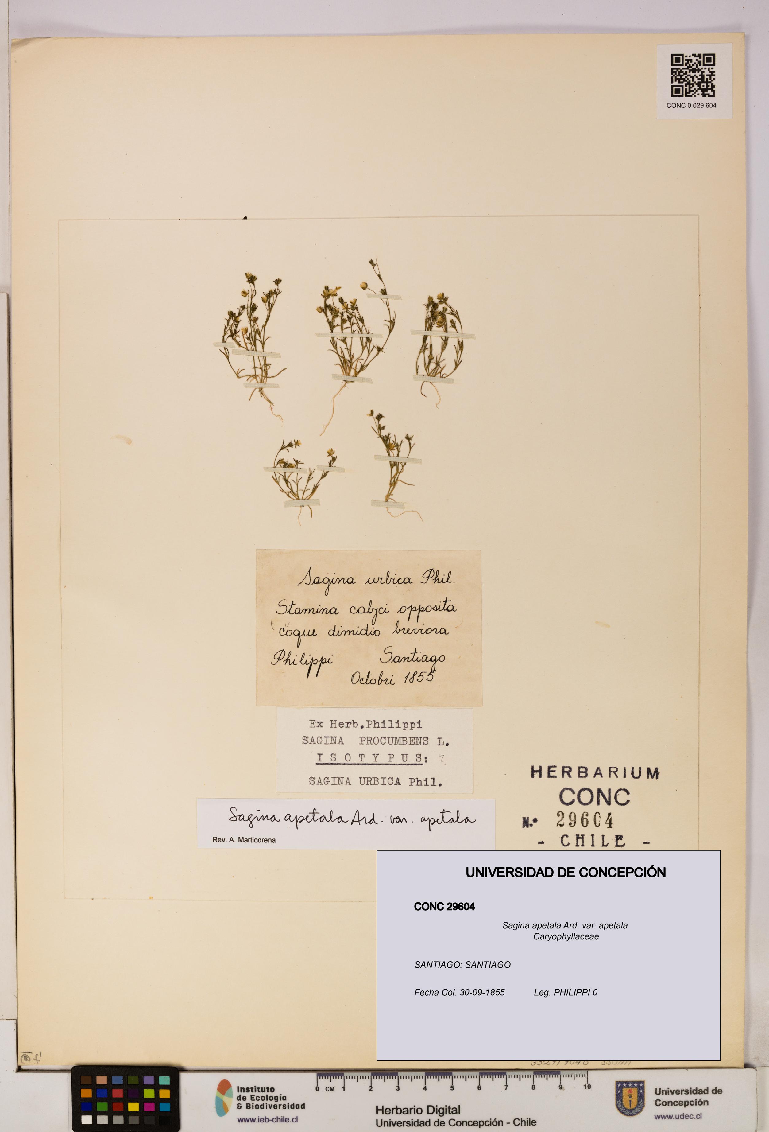 Sagina apetala var. apetala [Espécimen: UDEC:CONC:0029604]