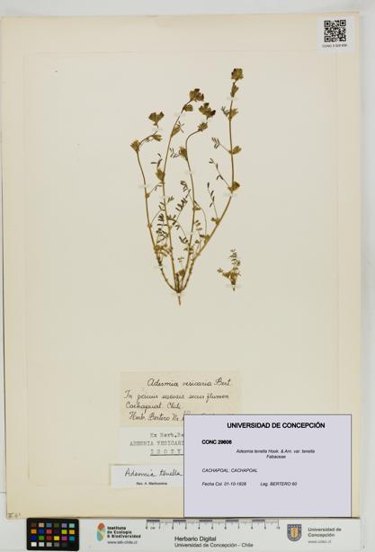 Adesmia tenella [Espécimen: UDEC:CONC:0029606]