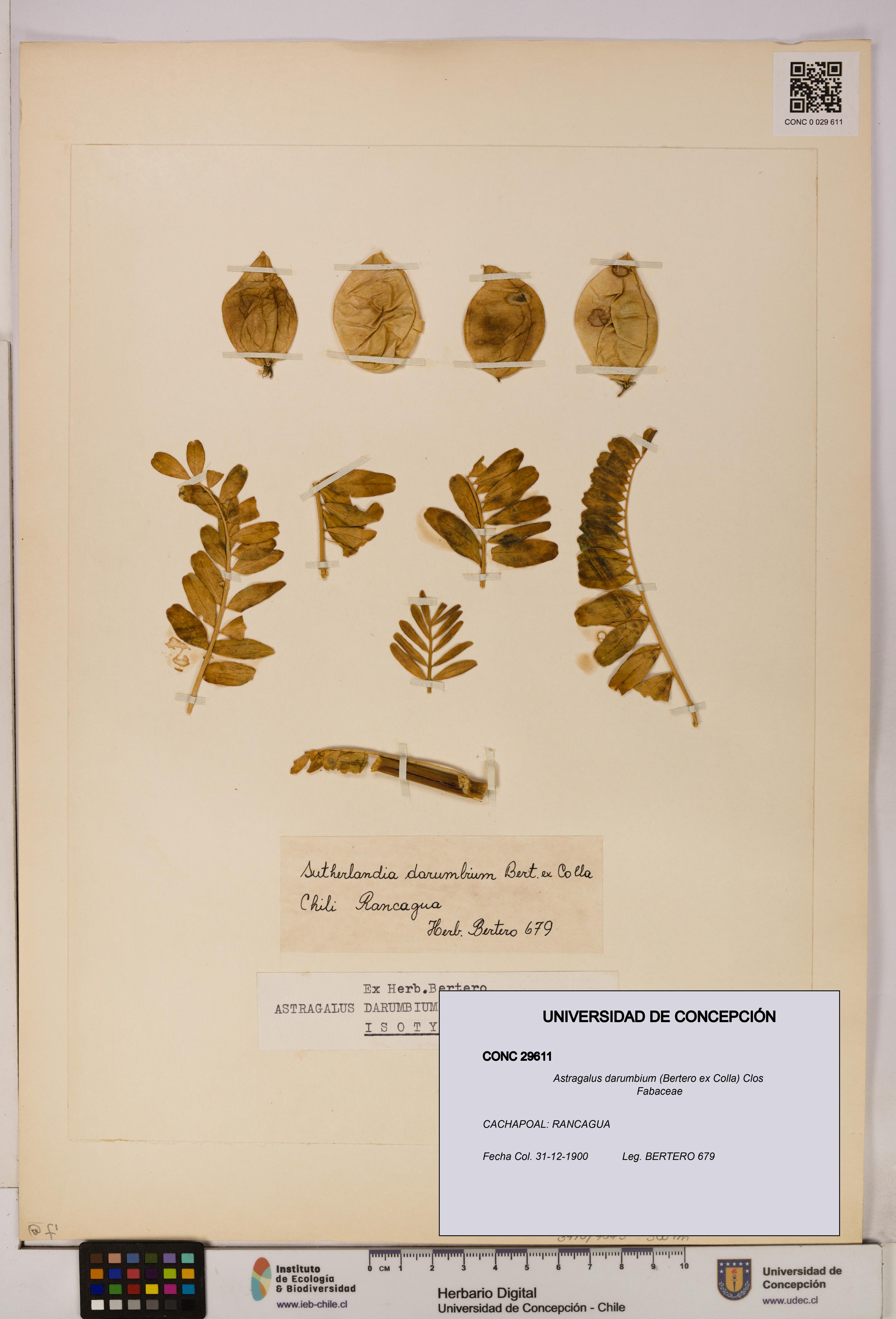 Astragalus darumbium [Espécimen: UDEC:CONC:0029611]