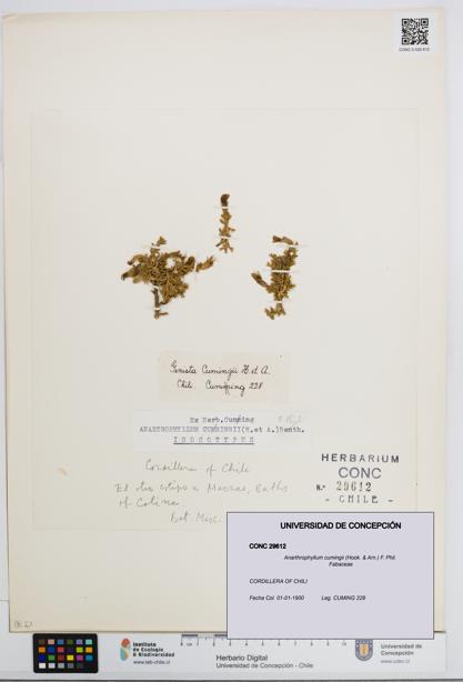 Anarthrophyllum cumingii [Espécimen: UDEC:CONC:0029612]