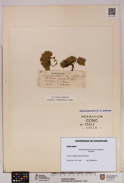 Adesmia glomerula var. glomerula [Espécimen: UDEC:CONC:0029614]