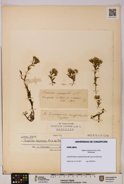 Triptilion spinosum [Espécimen: UDEC:CONC:0029619]