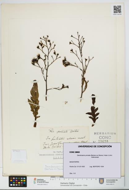 Dendroseris pinnata [Espécimen: UDEC:CONC:0029620]