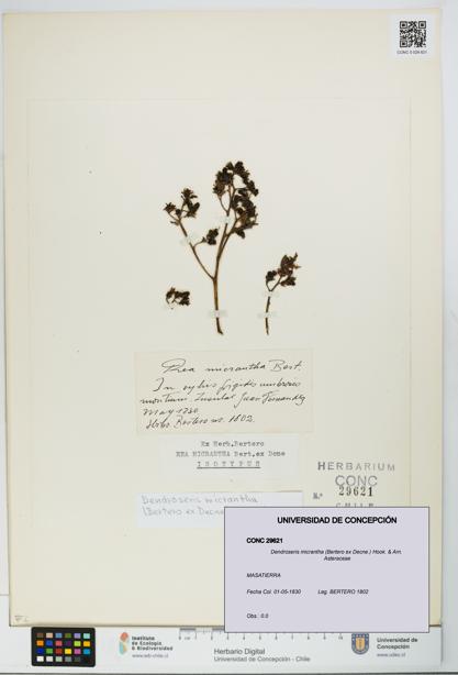 Dendroseris micrantha [Espécimen: UDEC:CONC:0029621]