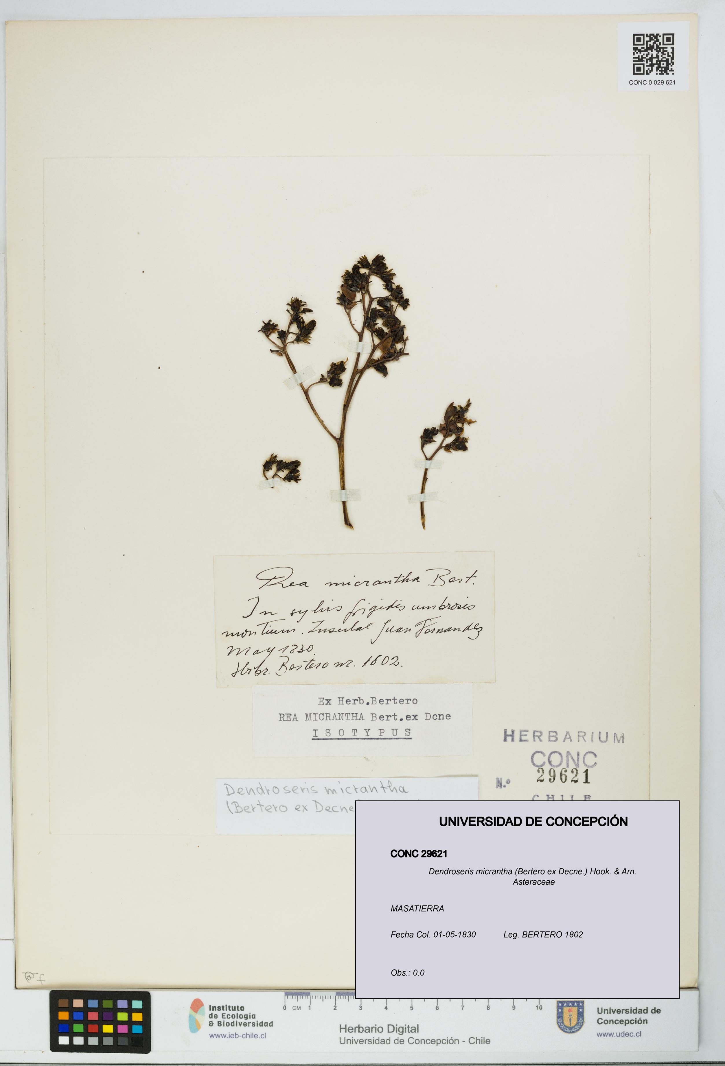 Dendroseris micrantha [Espécimen: UDEC:CONC:0029621]