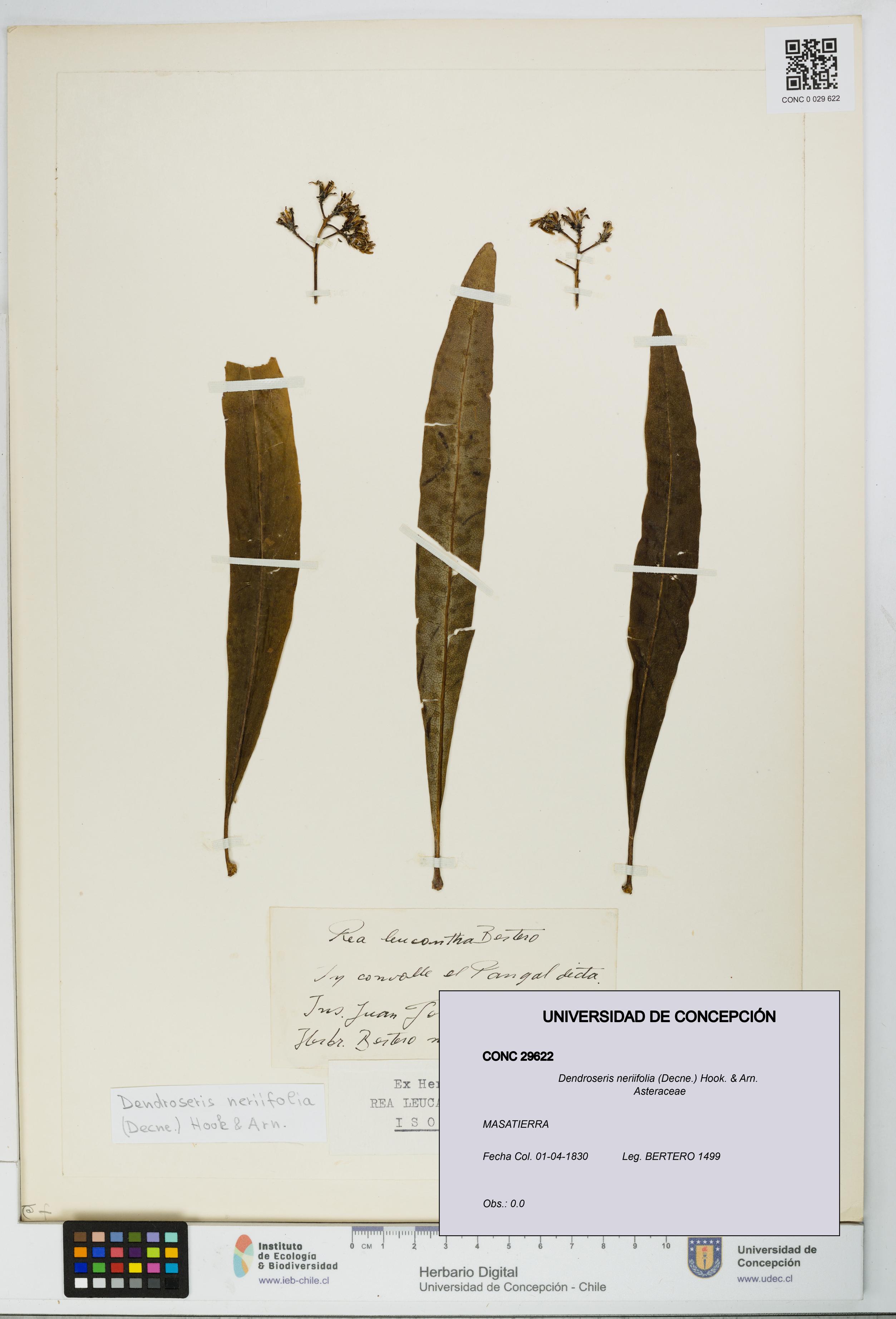 Dendroseris neriifolia [Espécimen: UDEC:CONC:0029622]