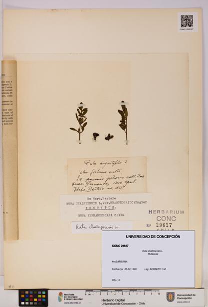 Ruta chalepensis [Espécimen: UDEC:CONC:0029627]