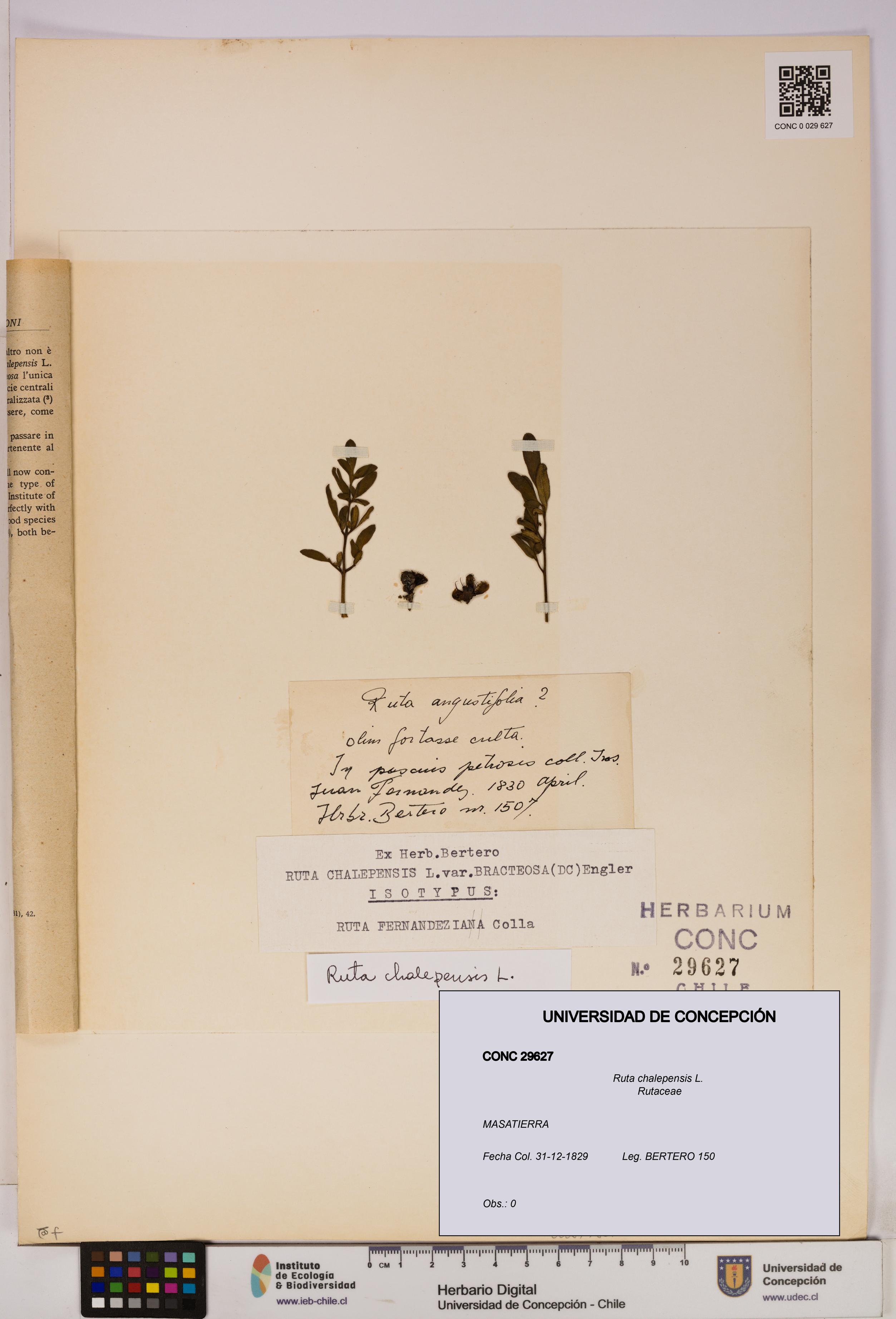 Ruta chalepensis [Espécimen: UDEC:CONC:0029627]