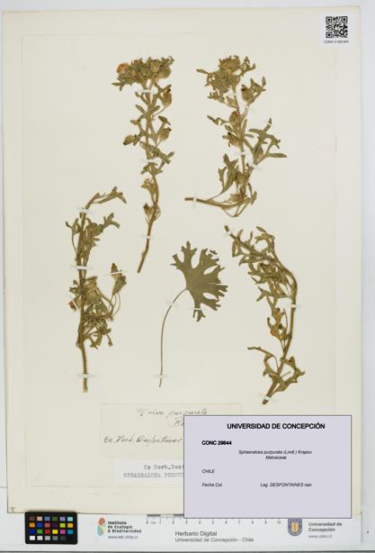 Sphaeralcea purpurata [Espécimen: ]