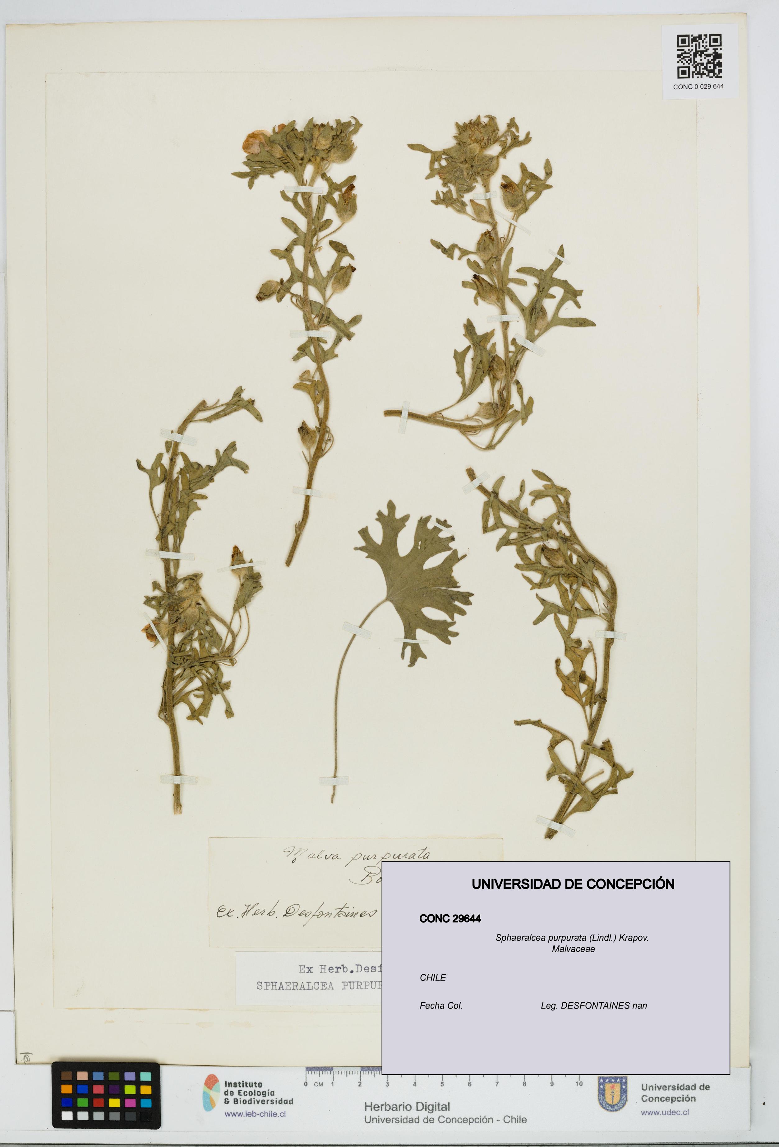 Sphaeralcea purpurata [Espécimen: ]