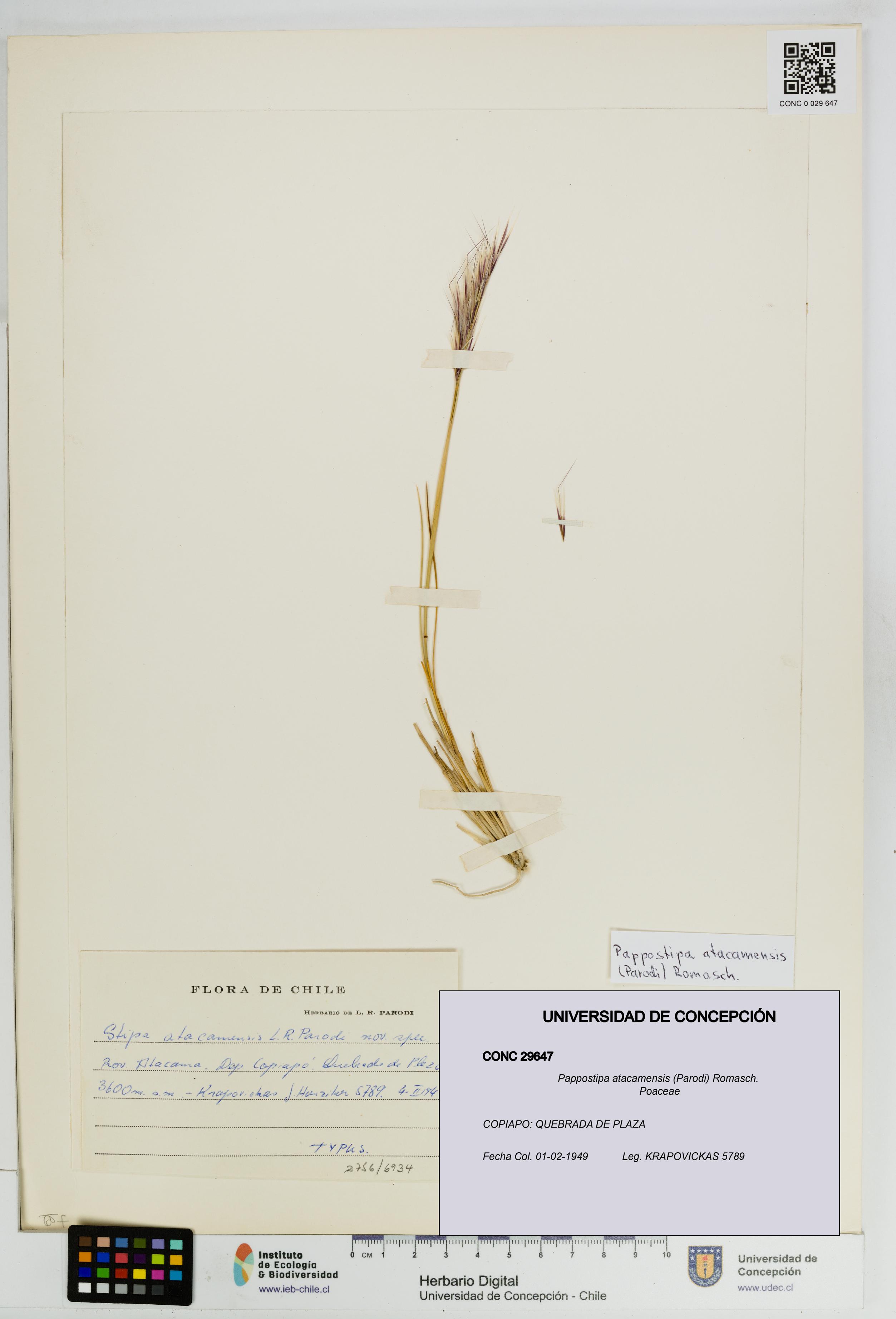 Pappostipa atacamensis [Espécimen: UDEC:CONC:0029647]