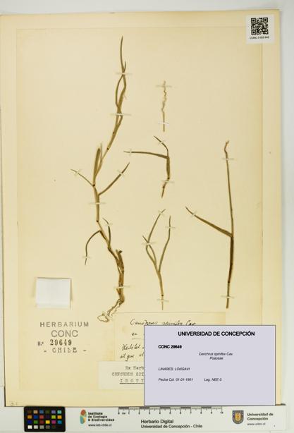 Cenchrus spinifex [Espécimen: UDEC:CONC:0029649]