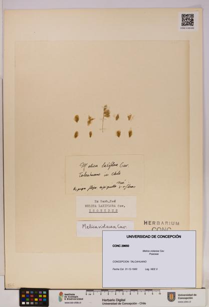 Melica violacea [Espécimen: UDEC:CONC:0029650]