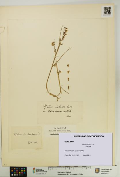 Melica violacea [Espécimen: UDEC:CONC:0029651]