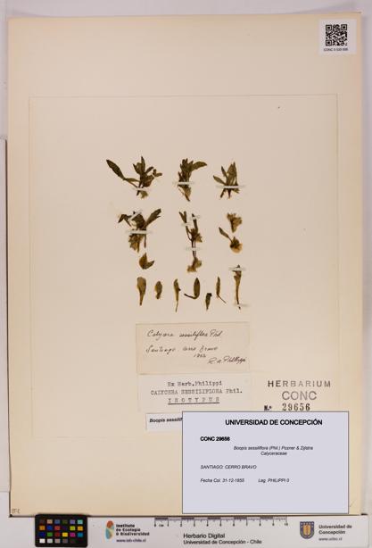 Boopis sessiliflora [Espécimen: UDEC:CONC:0029656]