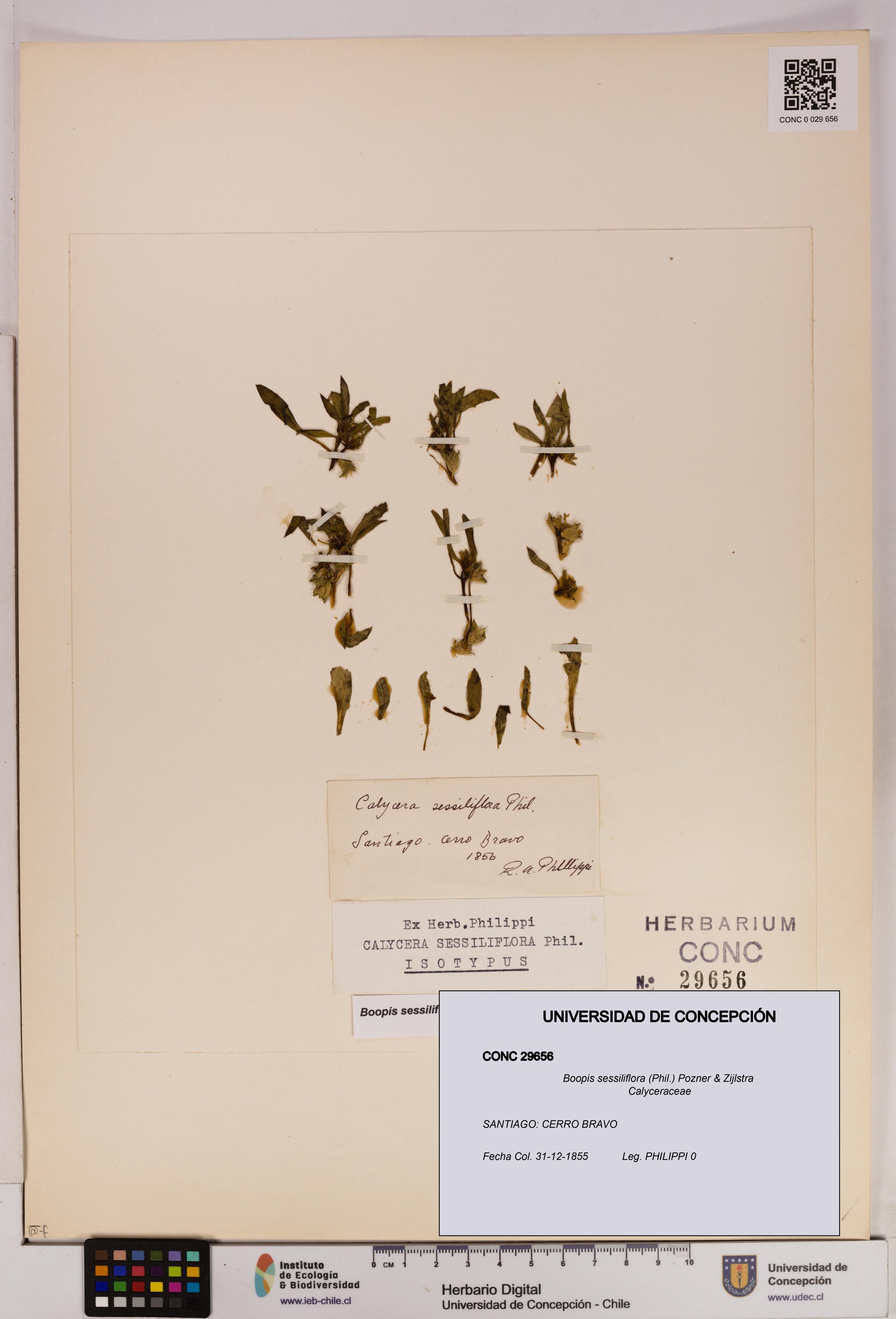 Boopis sessiliflora [Espécimen: UDEC:CONC:0029656]