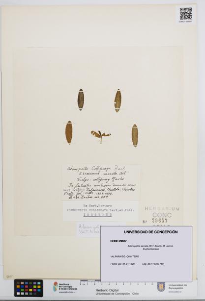 Adenopeltis serrata [Espécimen: UDEC:CONC:0029657]