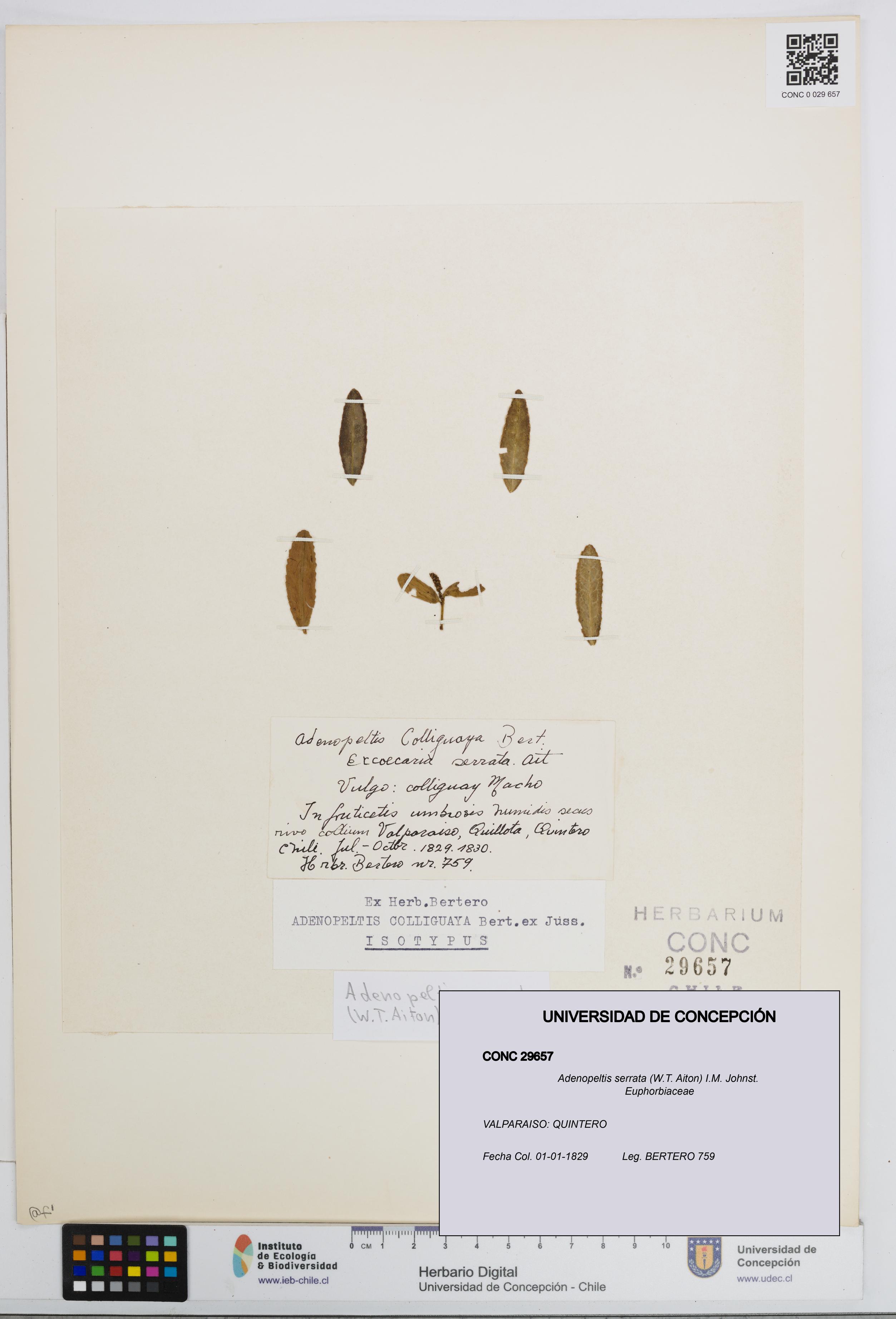 Adenopeltis serrata [Espécimen: UDEC:CONC:0029657]