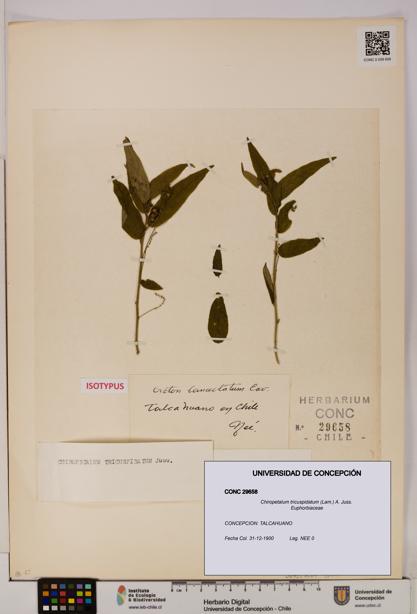 Chiropetalum tricuspidatum [Espécimen: UDEC:CONC:0029658]