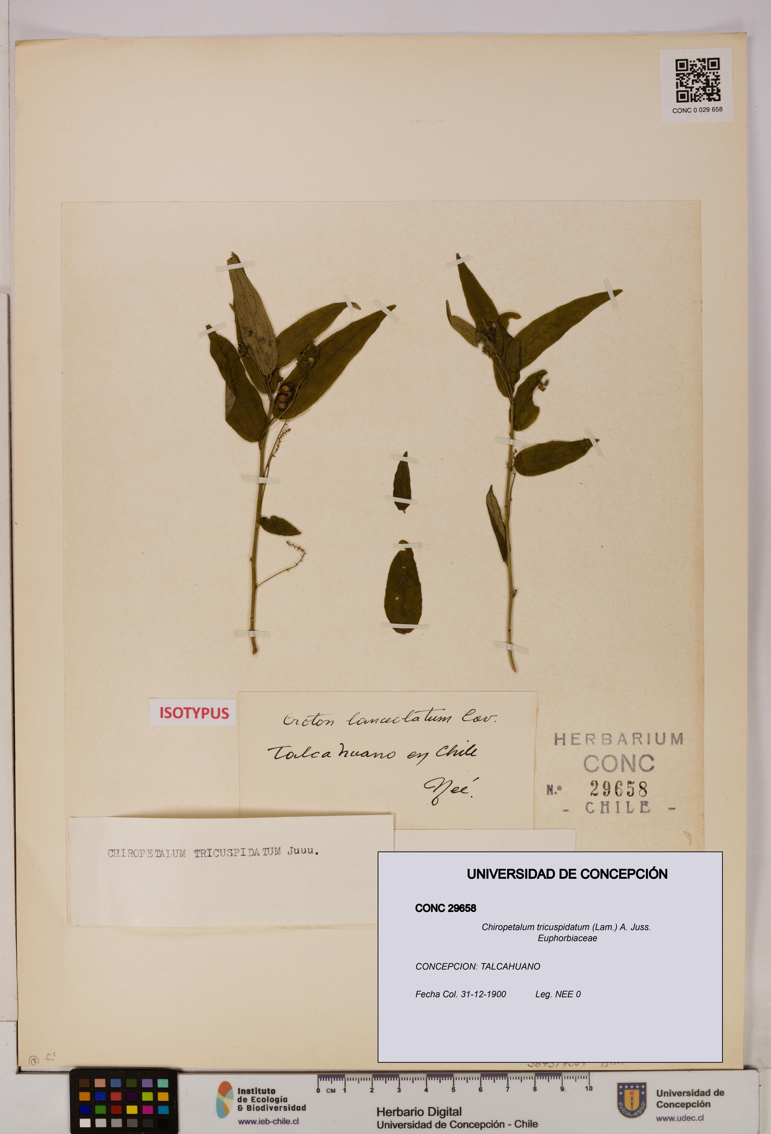Chiropetalum tricuspidatum [Espécimen: UDEC:CONC:0029658]