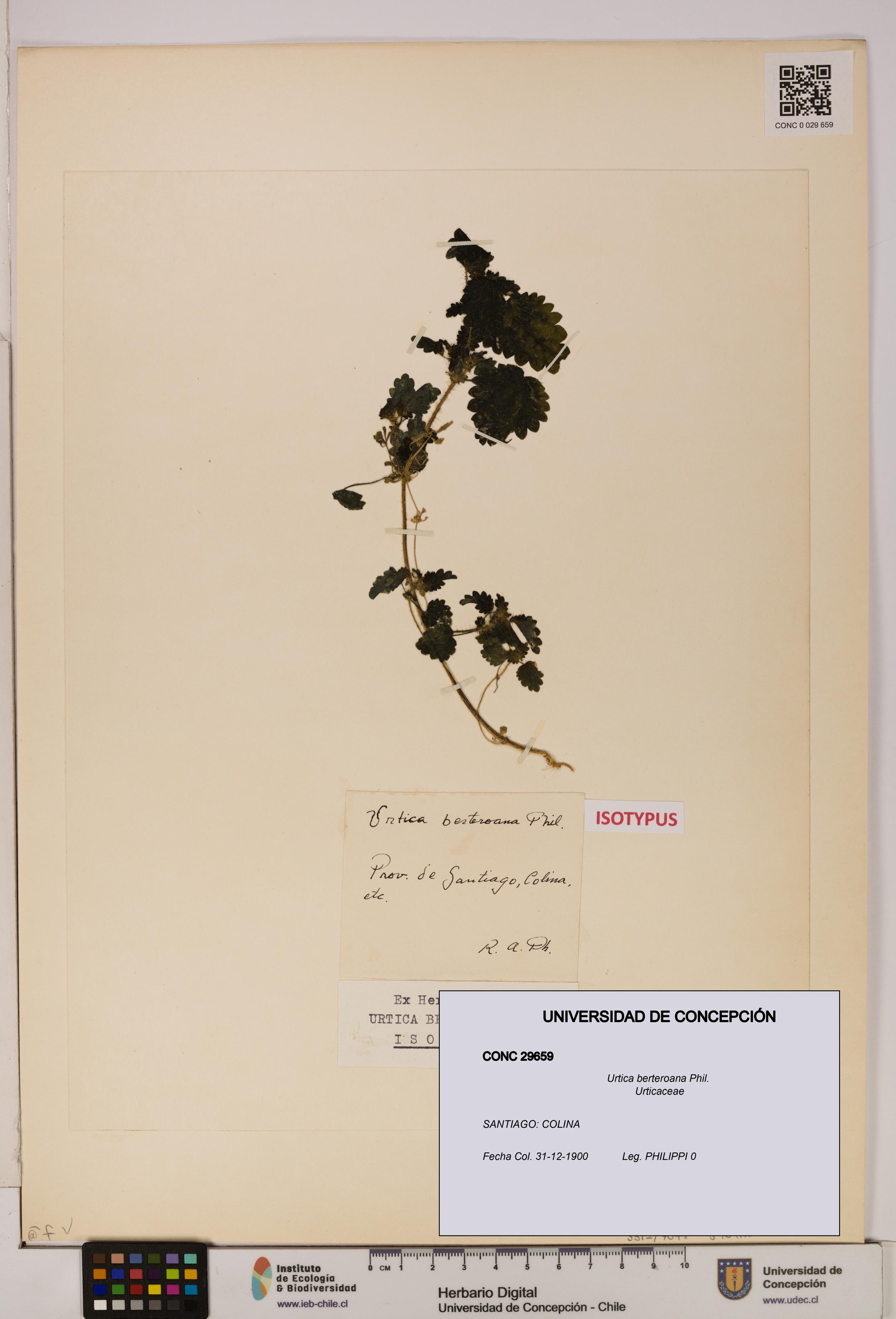 Urtica berteroana [Espécimen: UDEC:CONC:0029659]