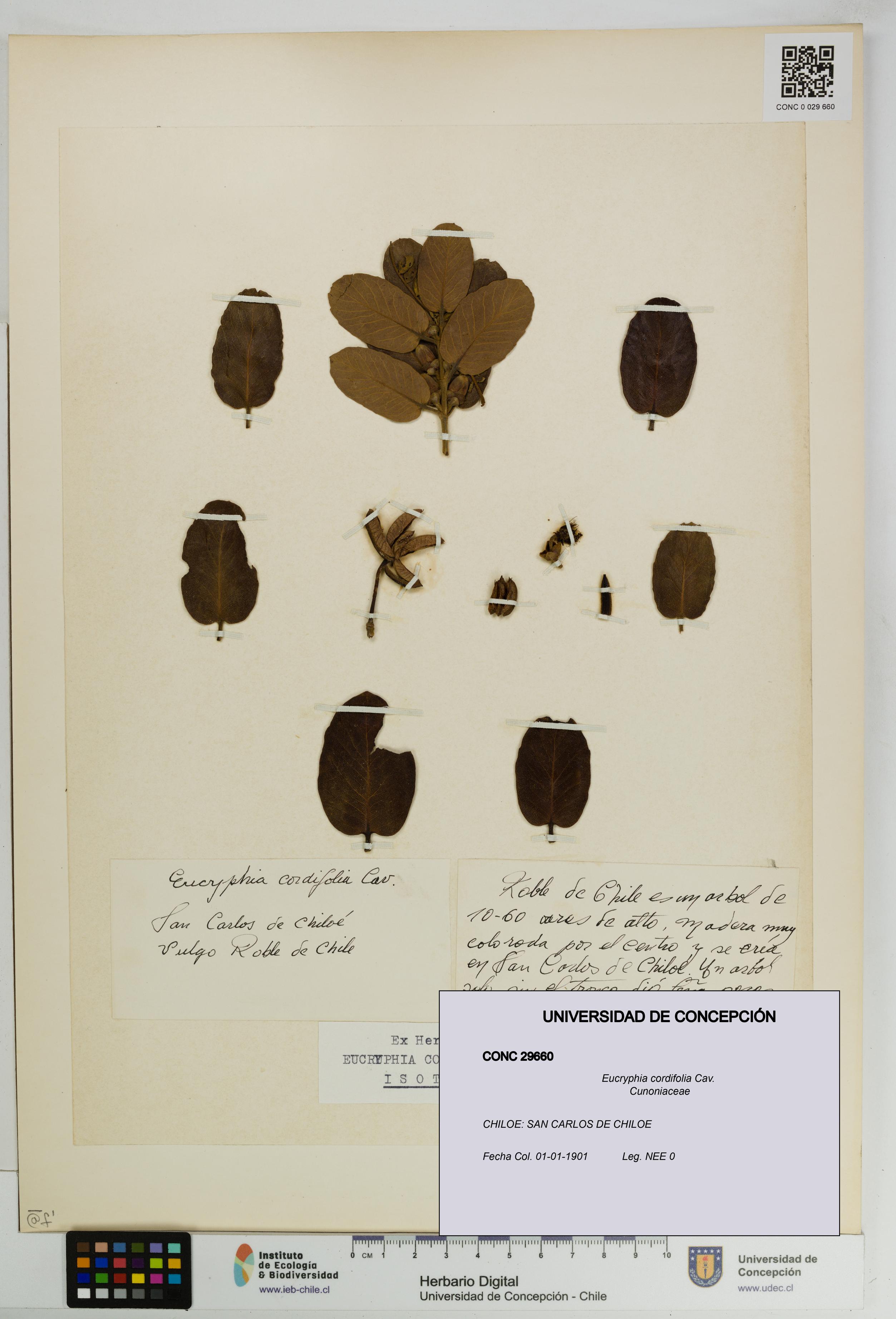 Eucryphia cordifolia [Espécimen: UDEC:CONC:0029660]
