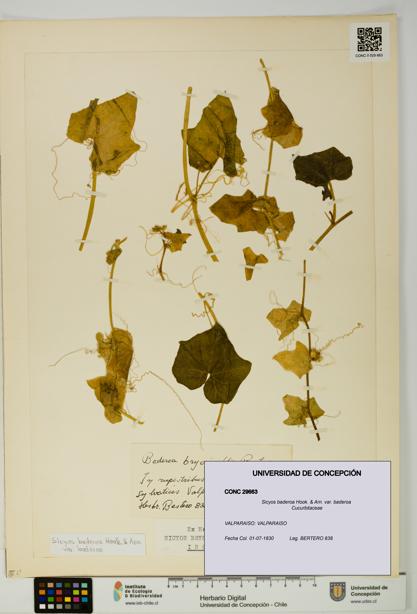 Sicyos baderoa var. baderoa [Espécimen: UDEC:CONC:0029663]