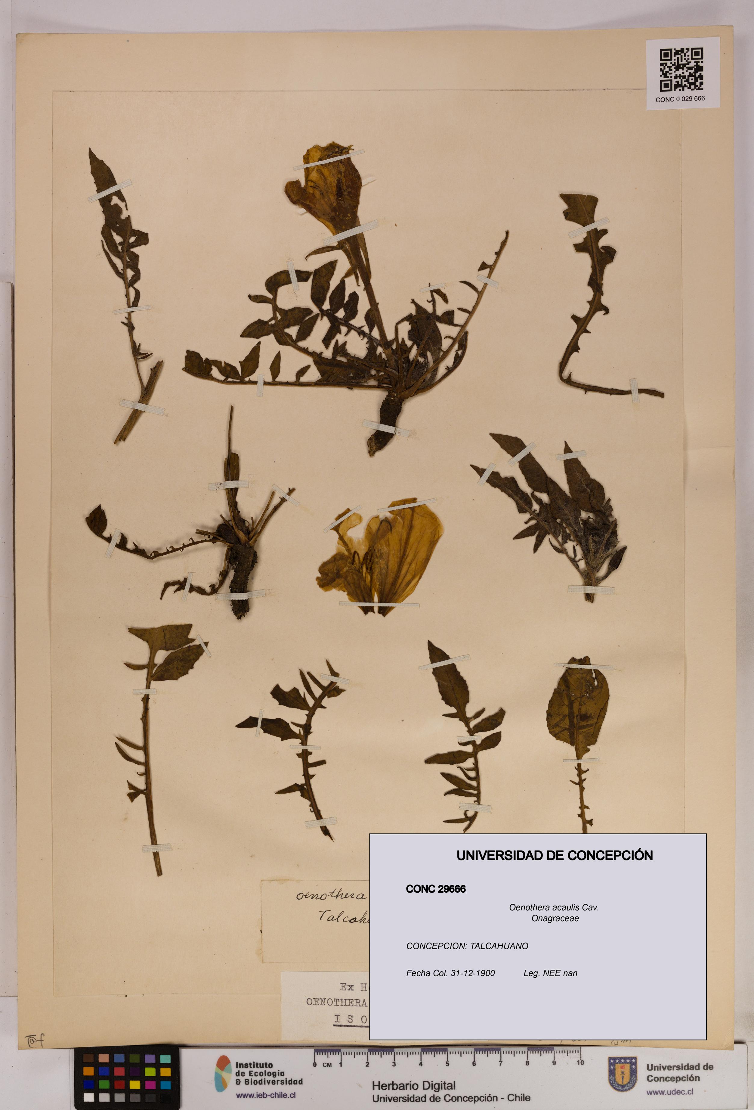 Oenothera acaulis [Espécimen: UDEC:CONC:0029666]