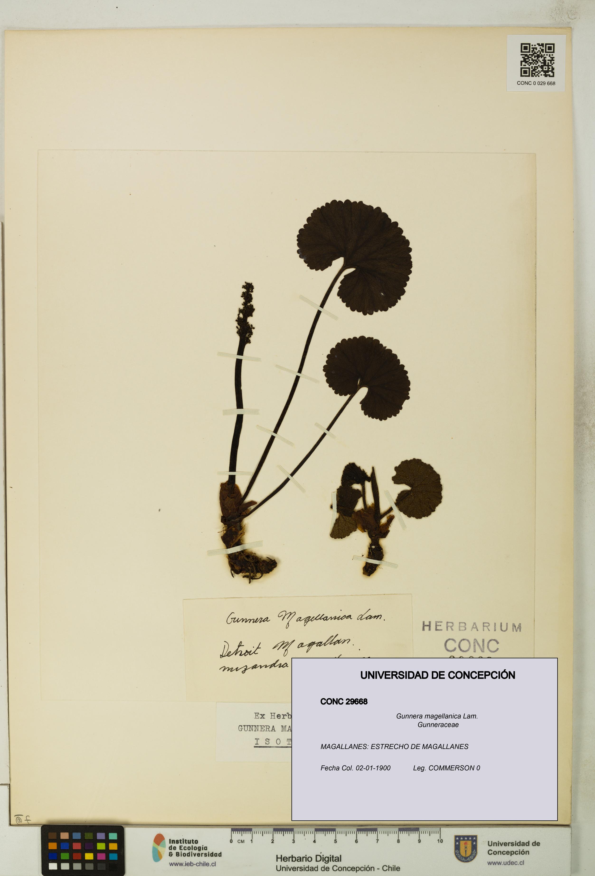 Gunnera magellanica [Espécimen: UDEC:CONC:0029668]