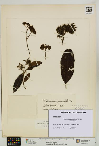 Caldcluvia paniculata [Espécimen: UDEC:CONC:0029673]