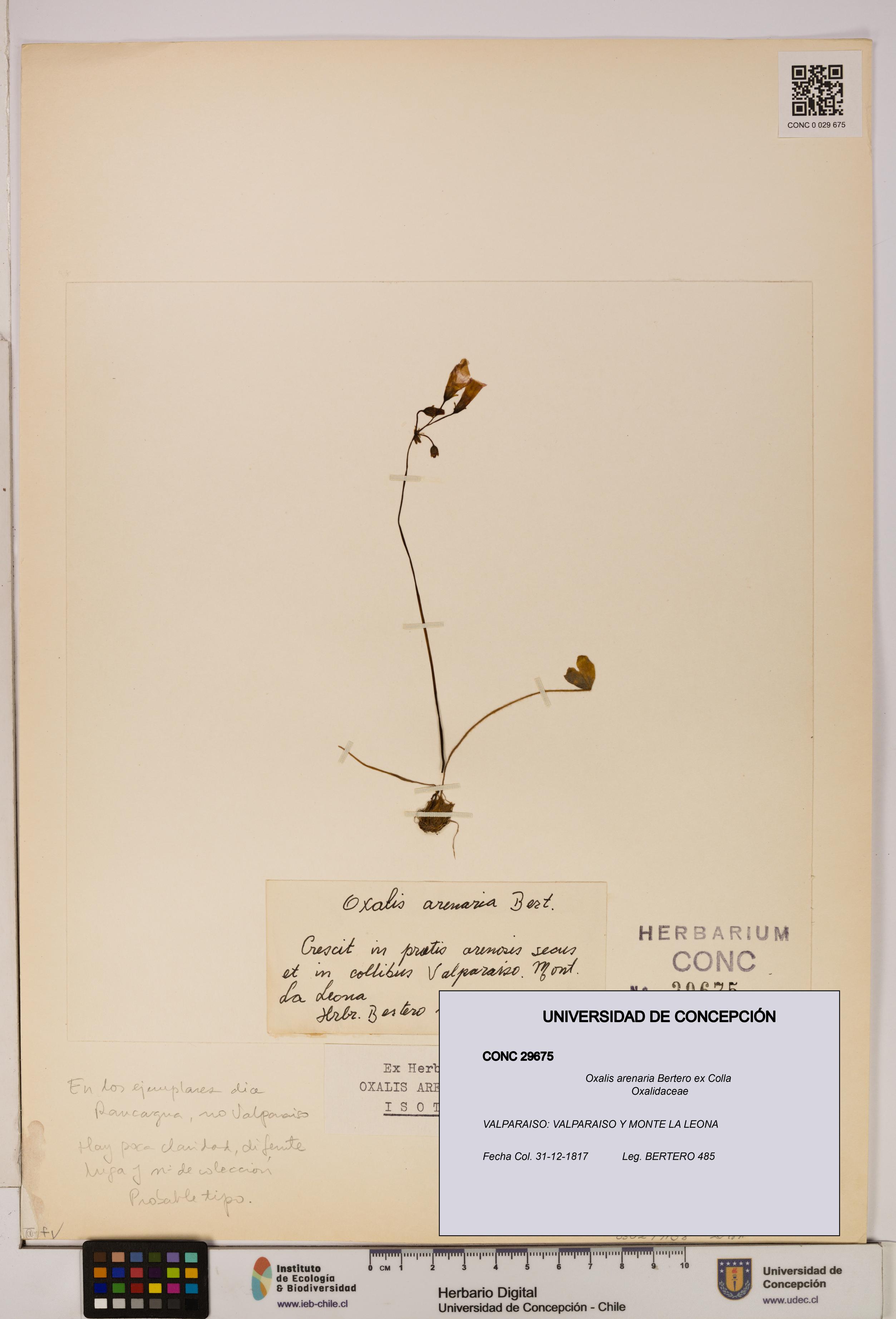 Oxalis arenaria [Espécimen: UDEC:CONC:0029675]