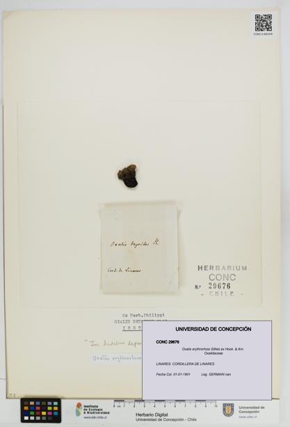 Oxalis erythrorhiza [Espécimen: UDEC:CONC:0029676]