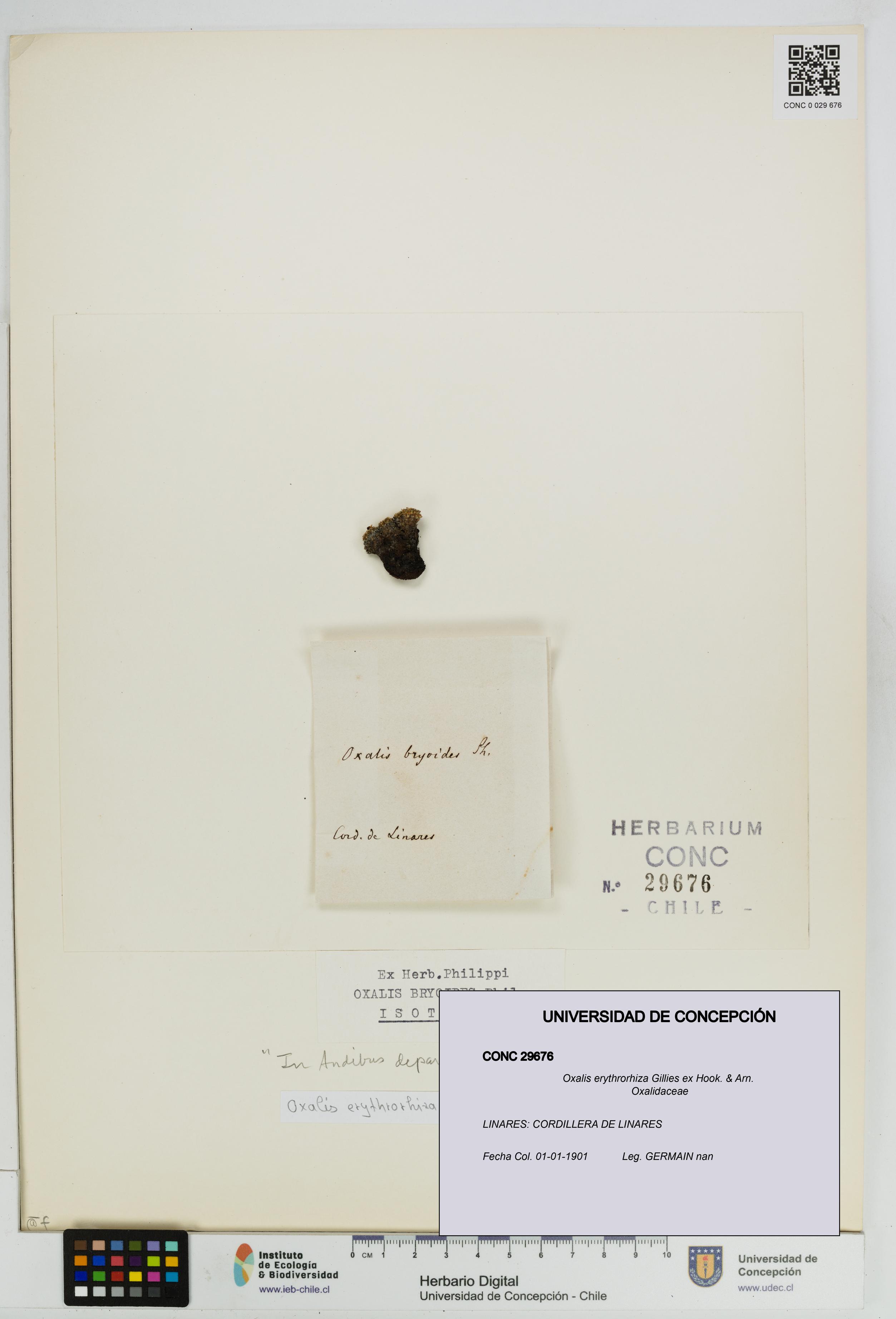 Oxalis erythrorhiza [Espécimen: UDEC:CONC:0029676]