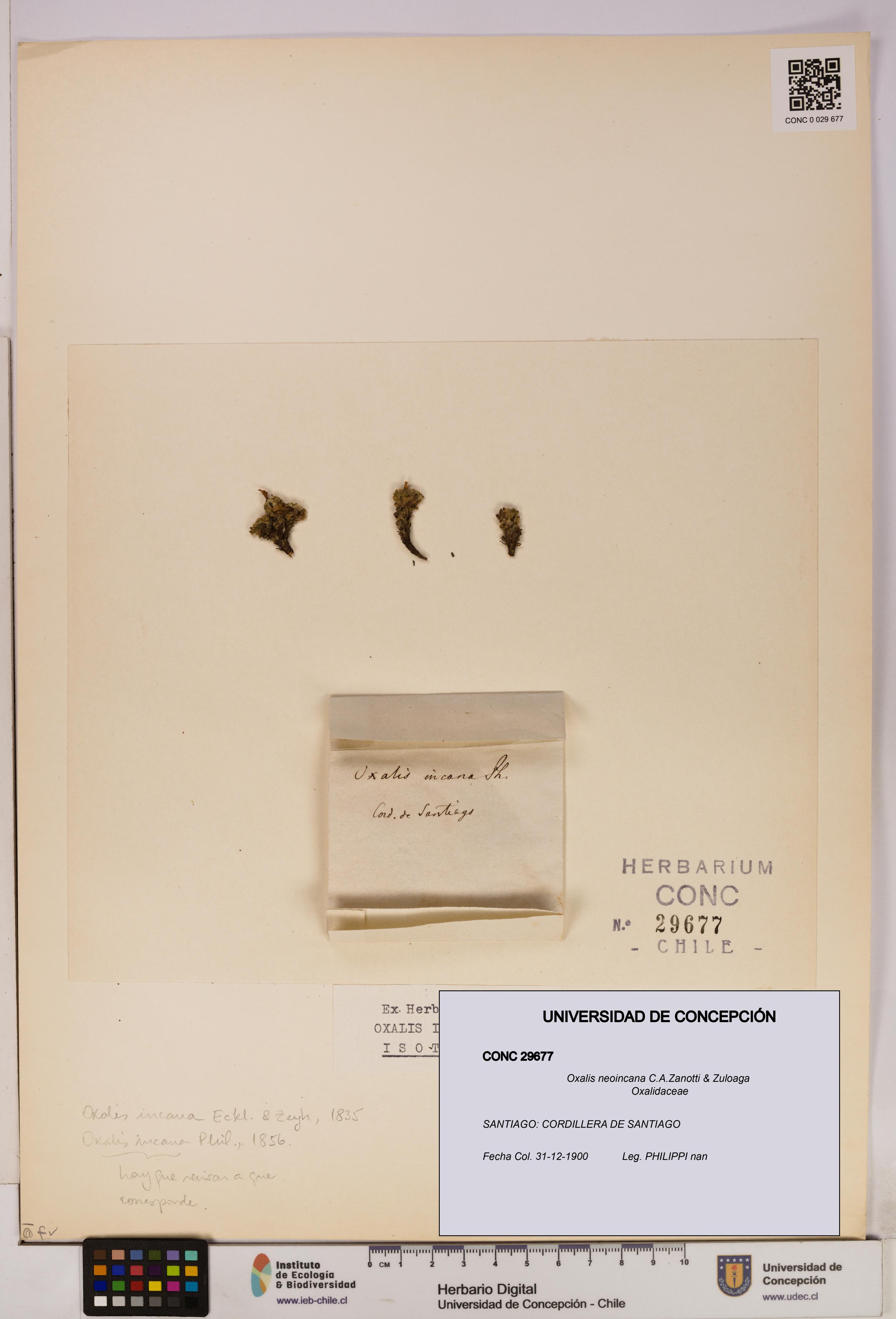 Oxalis neoincana [Espécimen: UDEC:CONC:0029677]