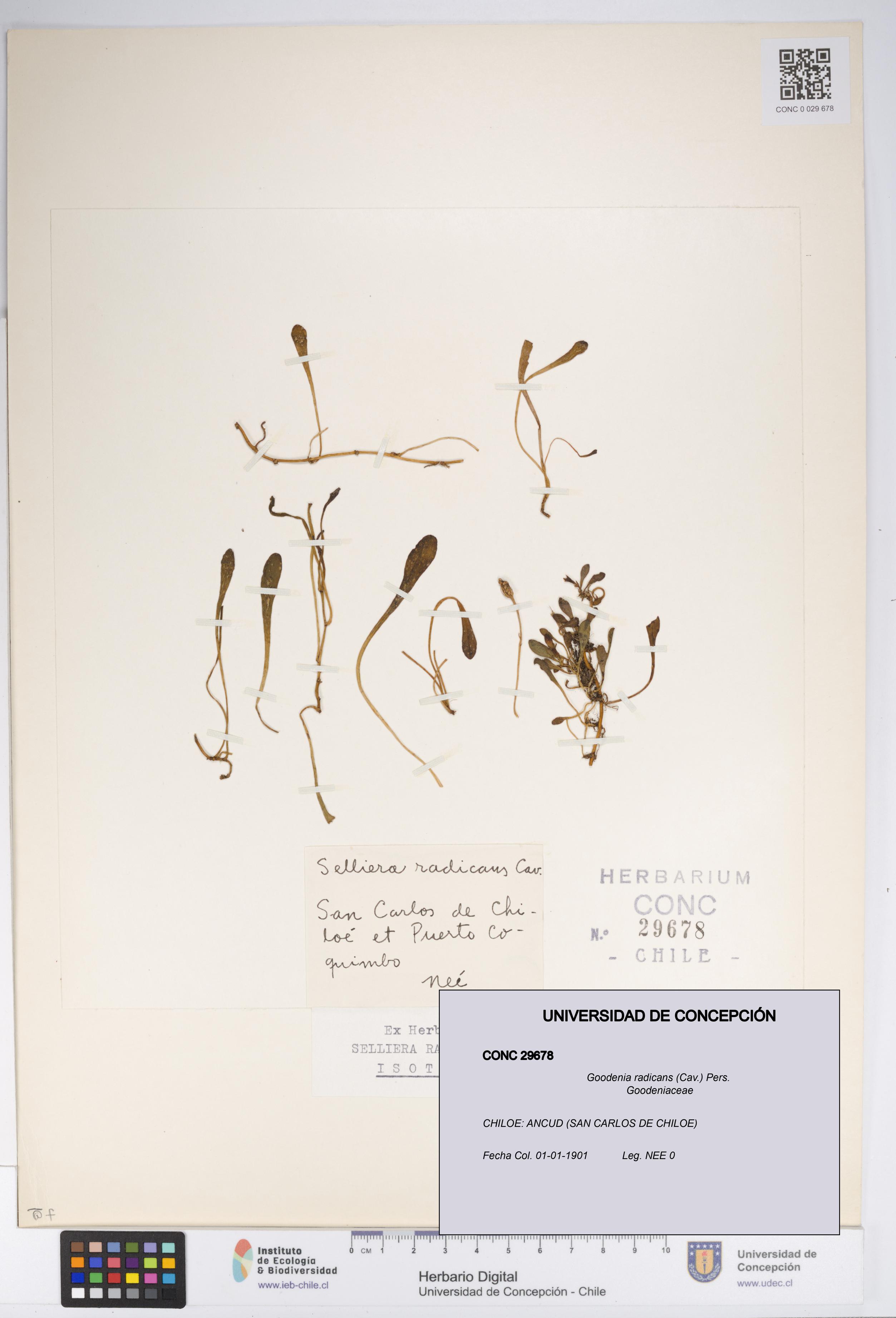 Goodenia radicans [Espécimen: UDEC:CONC:0029678]