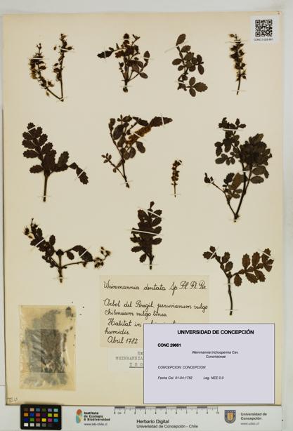 Weinmannia trichosperma [Espécimen: UDEC:CONC:0029681]