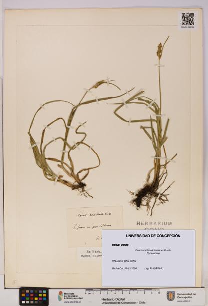 Carex bracteosa [Espécimen: UDEC:CONC:0029682]