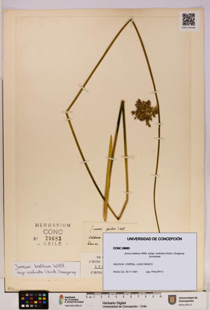 Juncus balticus [Espécimen: UDEC:CONC:0029683]
