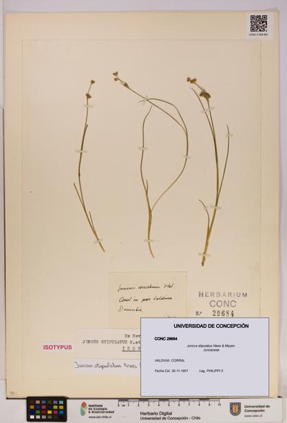 Juncus stipulatus [Espécimen: UDEC:CONC:0029684]