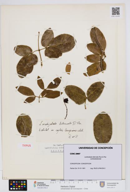 Lardizabala biternata [Espécimen: UDEC:CONC:0029687]