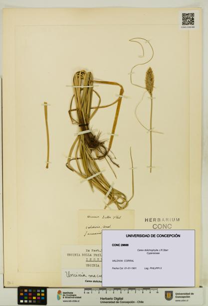 Carex dolichophylla [Espécimen: UDEC:CONC:0029688]