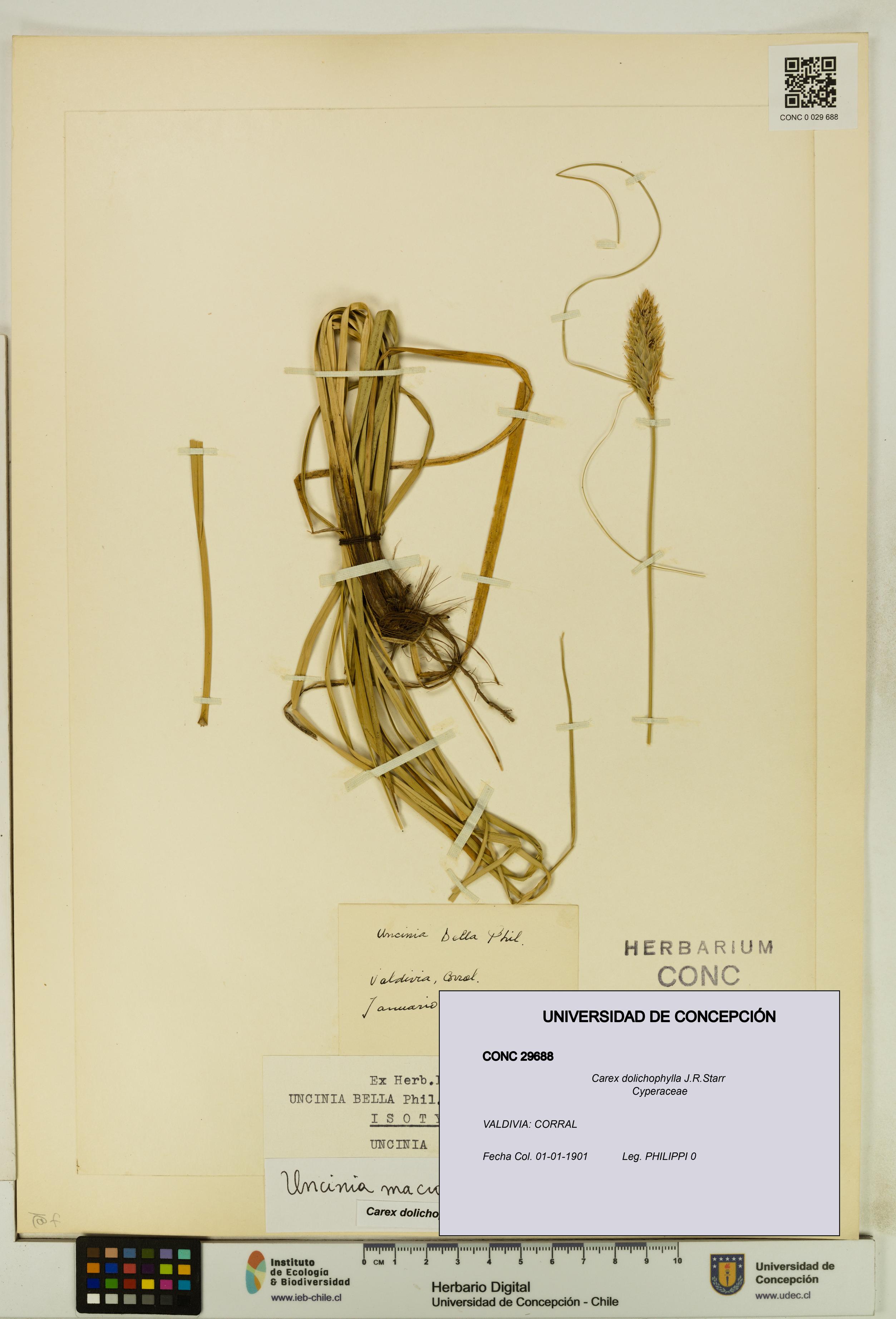 Carex dolichophylla [Espécimen: UDEC:CONC:0029688]