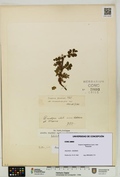 Acaena magellanica [Espécimen: UDEC:CONC:0029693]